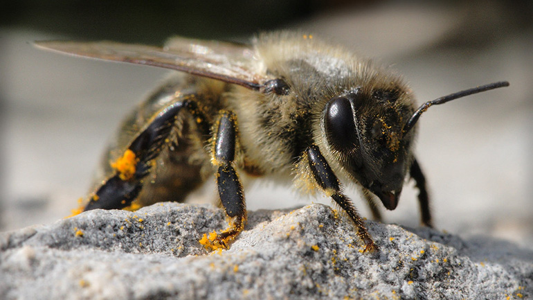 Κάηκαν 9.000 μελισσοσμήνη και χάθηκαν 10.000 τόνοι πευκόμελου ετησίως από τις πρόσφατες πυρκαγιές Κάηκαν 9.000 μελισσοσμήνη και χάθηκαν 10.000 τόνοι πευκόμελου ετησίως από τις πρόσφατες πυρκαγιές